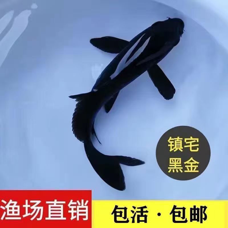 乌金黑色龙凤锦鲤锦鲫苗黑草金小金鱼好养耐活冷水观赏鱼新手淡水