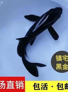 乌金黑色龙凤锦鲤锦鲫苗黑草金小金鱼好养耐活冷水观赏鱼新手淡水