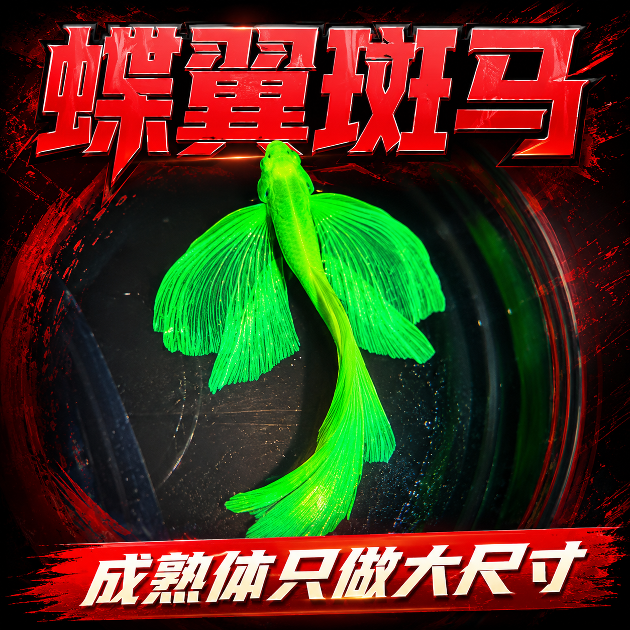 蝶翼斑马鱼长尾荧光糖果小型热带淡水观赏鱼活体鱼苗冷水彩色小鱼