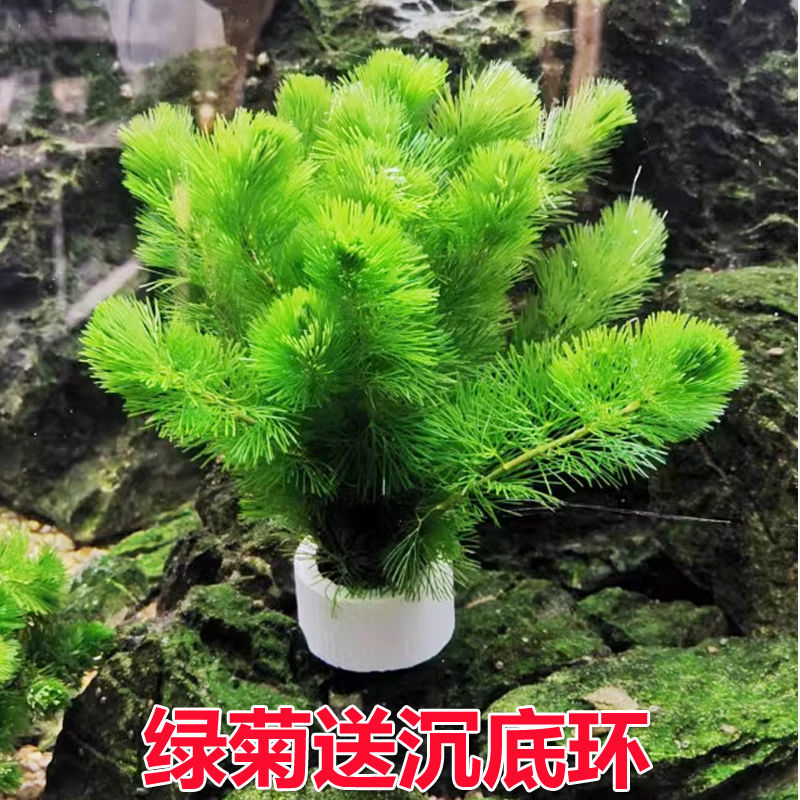 绿菊小坨草乌龟缸鱼缸造景专用水草植物增氧净化水质阴性后景真草