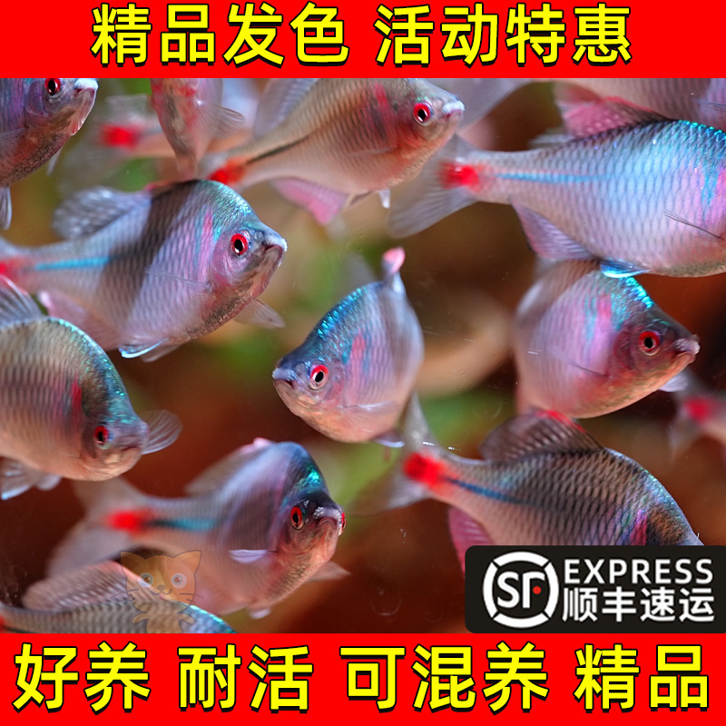 顺丰七彩高体鳑鲏鱼观赏鱼冷水鱼原生溪流鱼淡水小型好养耐活旁皮