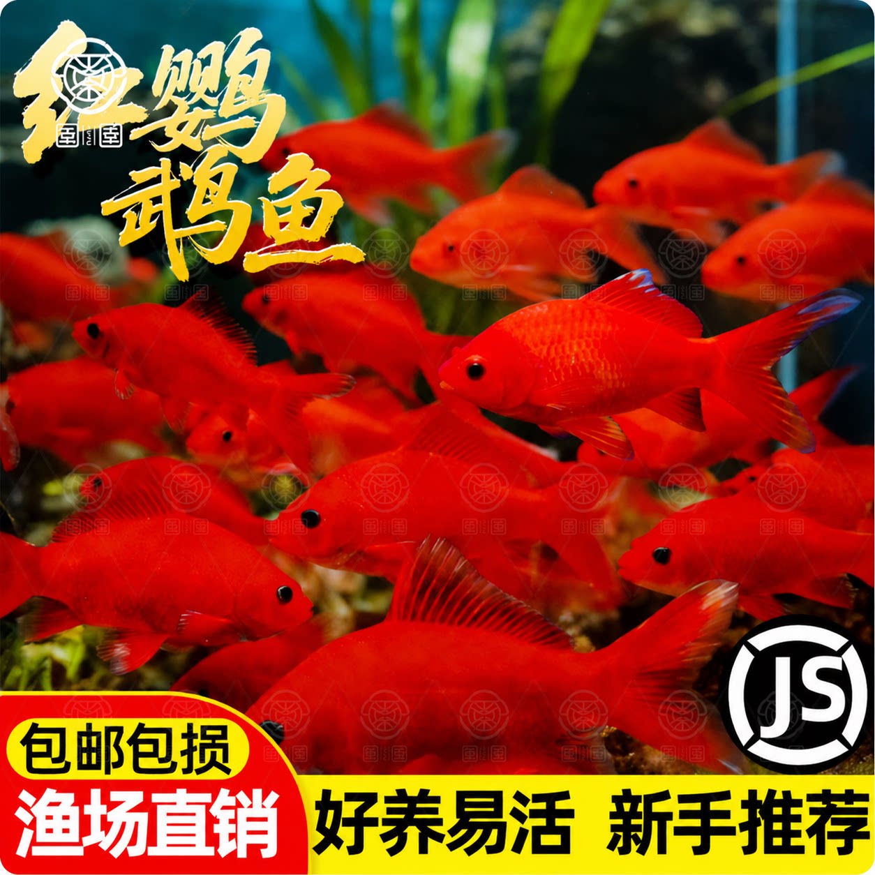 冷水观赏鱼活体好养耐活招财图片