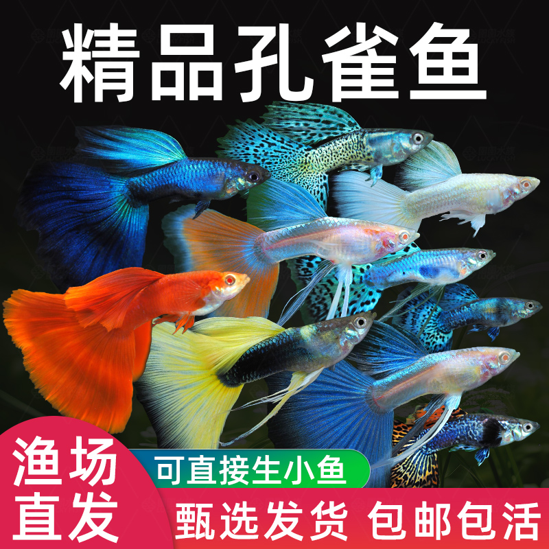 孔雀鱼淡水小型热带鱼好养会繁殖