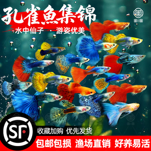 孔雀鱼热带鱼小型观赏鱼精品好养活淡水鱼繁殖孕母临产胎生凤尾鱼