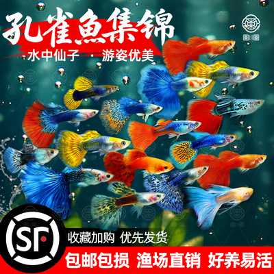 孔雀鱼热带鱼小型观赏鱼精品好养活淡水鱼繁殖孕母临产胎生凤尾鱼
