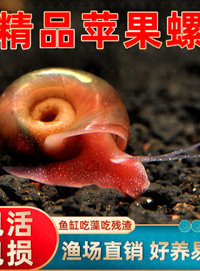 苹果螺除藻螺迷你观赏螺蜗牛工具螺水草缸除苔清理残食清洁螺