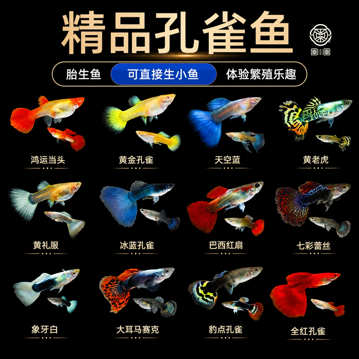 热带小型淡水孔雀鱼鱼苗观赏鱼活体好养耐活红绿灯斑马凤尾小鱼