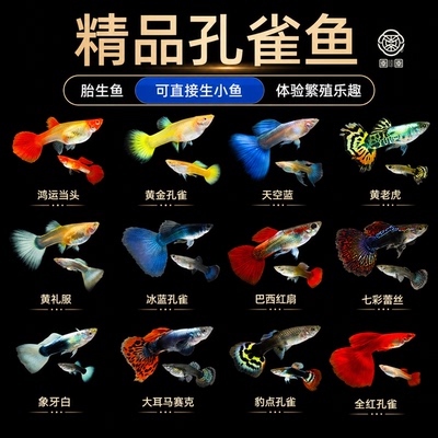 热带小型淡水孔雀鱼鱼苗观赏鱼活体好养耐活红绿灯斑马凤尾小鱼