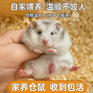 小仓鼠活物家养长毛短毛金丝熊活体三线紫仓银狐布丁公婆奶茶