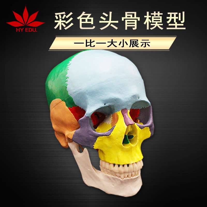 自然大彩色头骨模型 一比一大小展示 细节完整 下巴可动
