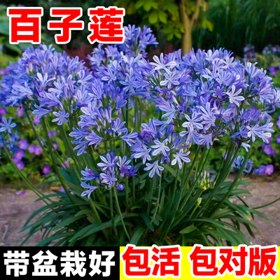 极速百子莲盆栽大苗新品多年生宿根种球花卉阳R台庭院四季好养活