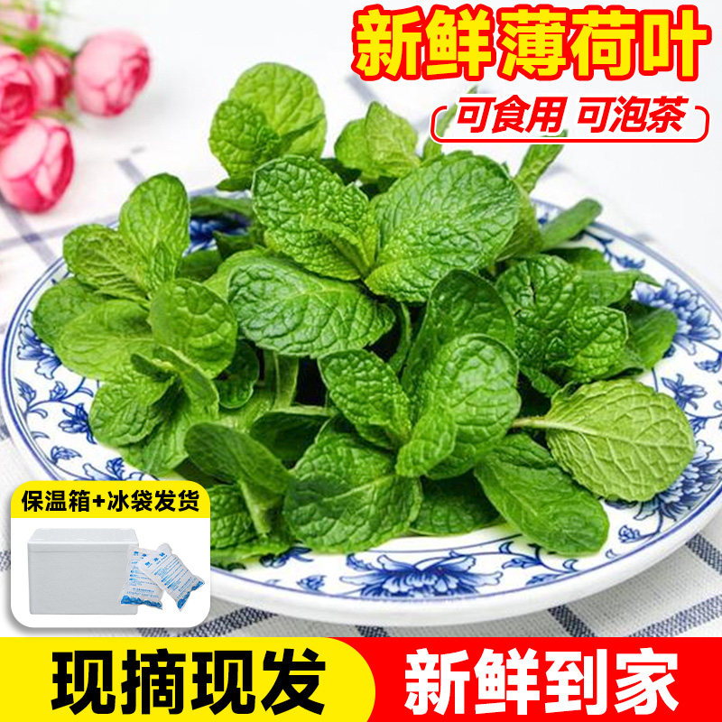 新品新鲜b薄荷叶可食用泡茶留兰香装饰调酒商用食品级迷迭香牛排图片