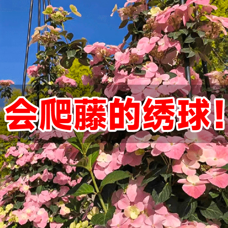 极速粉色落跑新娘绣球花无尽夏大苗E室内盆栽阳台爬藤绿植物四季