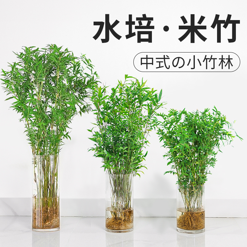 极速水培植d物米竹盆栽室内带根水养小叶凤尾竹鱼缸用绿植矮化禅