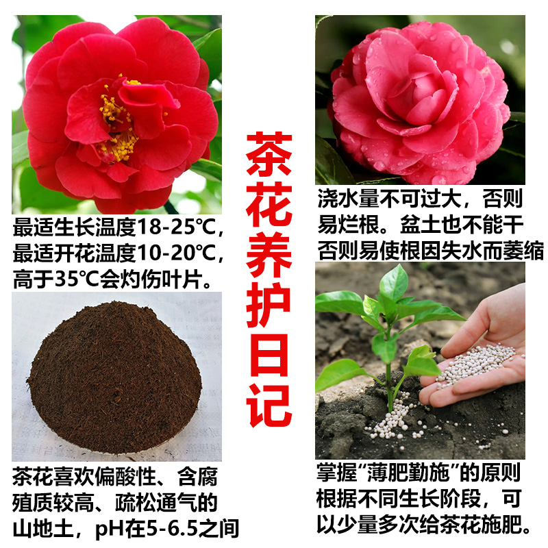 极速茶花营养液防虫型o免稀释直喷植物萃取安全养花肥料家用通用