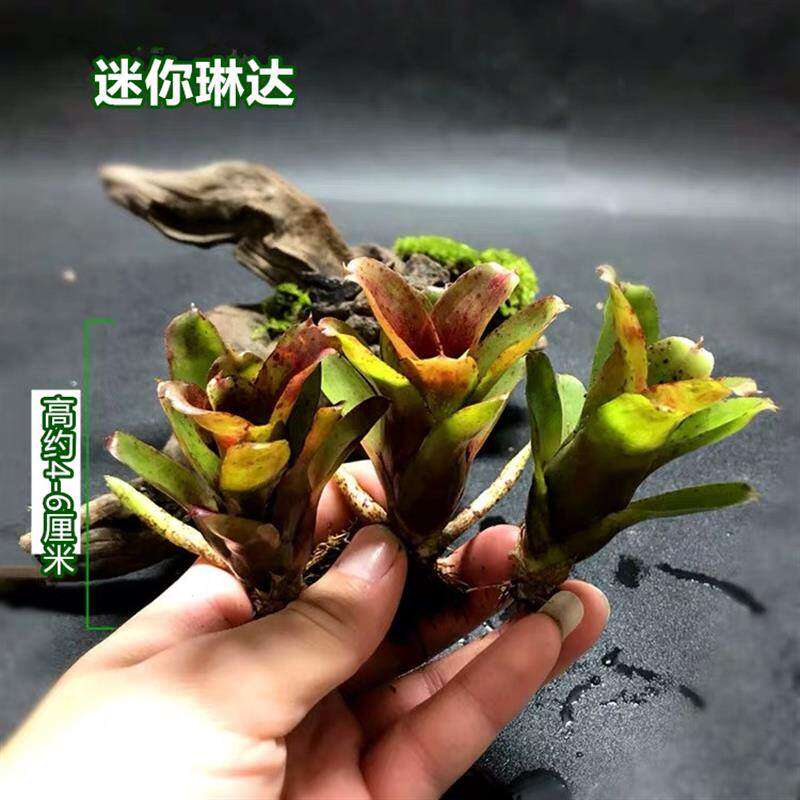 极速新积水凤梨琳达五彩凤梨爬虫缸水陆生态M水草常用缸造景雨林