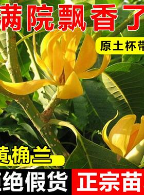 黄桷兰花树苗白兰花玉兰花盆栽地耐寒耐热栽室内绿植四季花卉植物