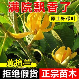 黄桷兰花树苗白兰花玉兰花盆栽地耐寒耐热栽室内绿植四季花卉植物