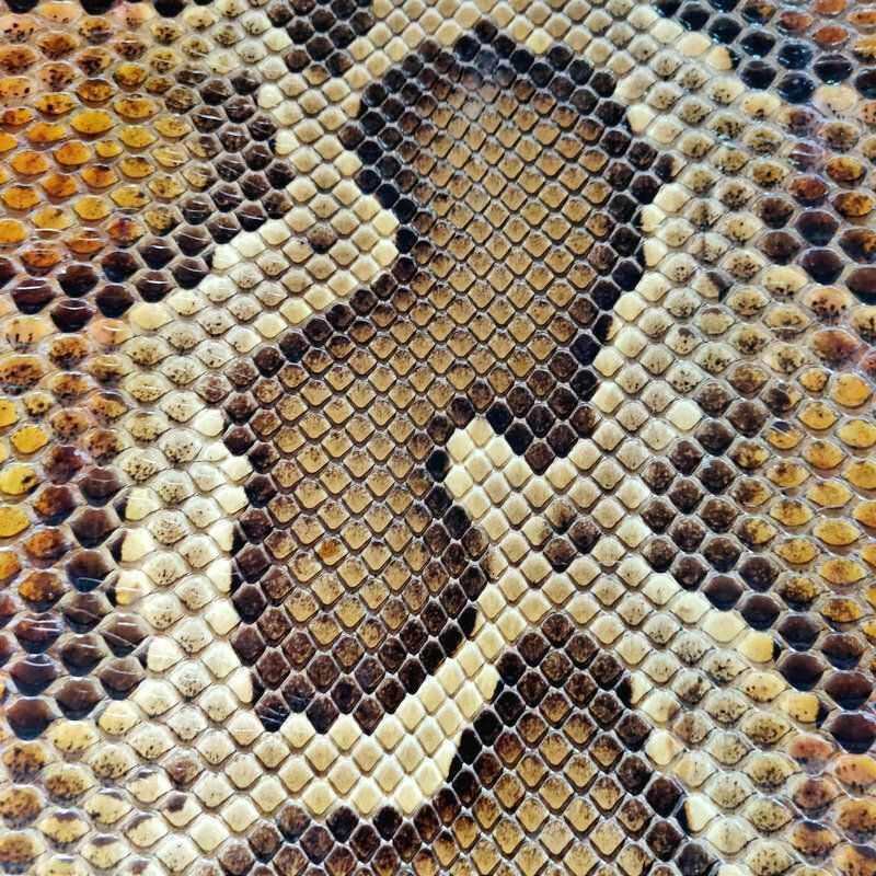 二胡莽皮三弦皮高胡中胡琴皮金花蟒皮可按尺寸裁剪