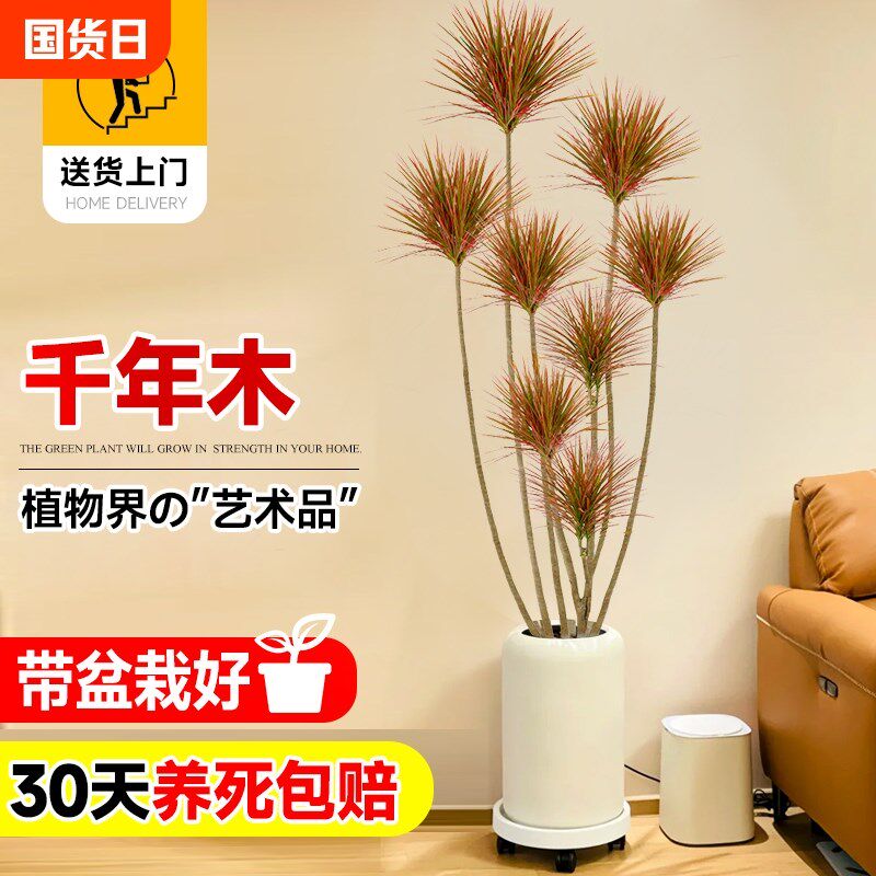 千年木客厅绿植大型植物盆栽室内七彩G铁龙血树落地式好养真树造