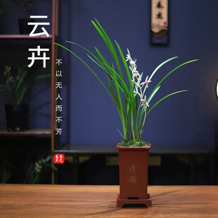 四季兰花苗c建兰云卉白花彩心室内盆栽办公室好养绿植花卉阳台植