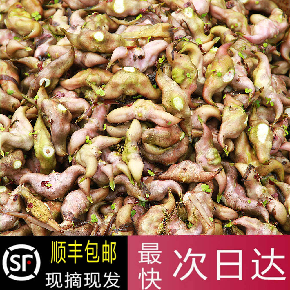 湖北新鲜菱角新鲜老菱角黑色菱角水生莲角粉糯香甜现摘现发顺丰