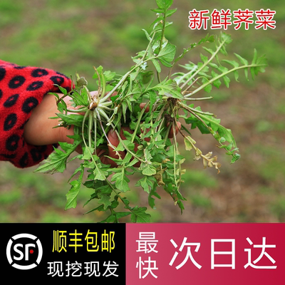 湖北野荠荠菜现挖荠菜大叶荠菜冬季荠菜新鲜荠菜花