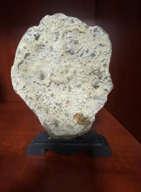 燕子石古生物化石工艺礼品收藏品标本三叶虫家居饰品摆件石头包邮