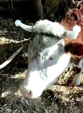 极速牛角防顶套小犊牛肉牛防顶器奶牛黄牛用牛角套V牛犄角套养殖