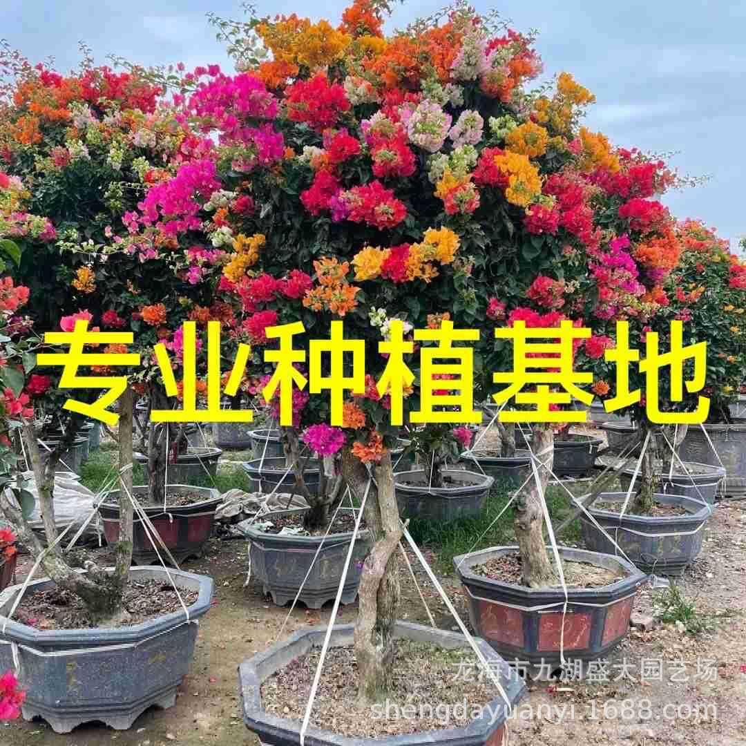 中国红四季红云南紫多色三角梅桩头桩景盆景五雀造型三角梅