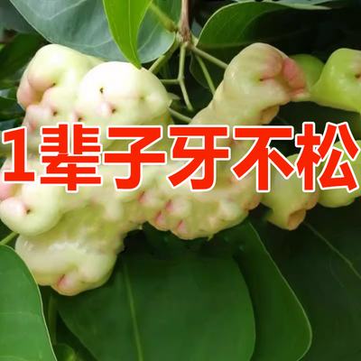 极速牙齿松动修复神器牙龈退缩肿痛E牙根外露呀晃动健齿护龈固齿