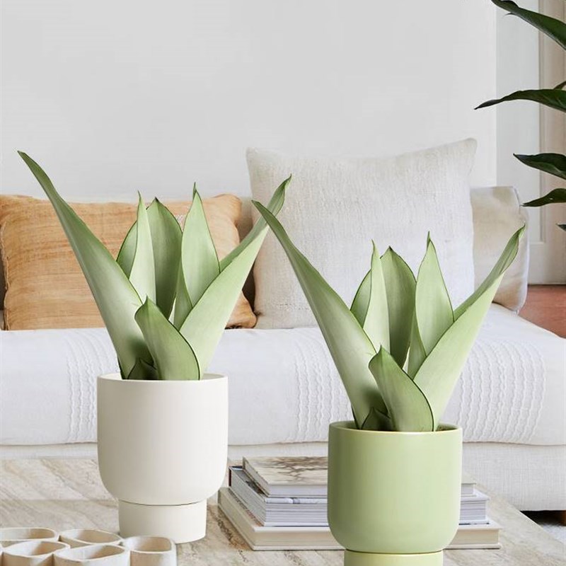 极速白玉虎皮兰盆栽桌面办公室内植物富贵竹客Q厅芦荟好养小绿植