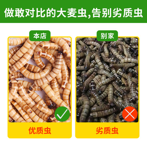 新品大麦虫活虫面包虫鲜活黄粉虫活B体500g喂鱼虫子活虫鸟食守宫