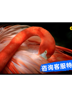 极速经科H3-FL/W2投影幕100寸120寸家庭家用R背景墙壁挂画框幕软