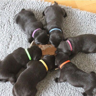极速12 Pcs/fSet Dog Collars Puppy Newborn Pets Identify Coll