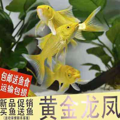 极速黑锦b鲤活鱼小苗小鱼活 观赏鱼好养活淡水黑色锦鲤金鱼龙凤招