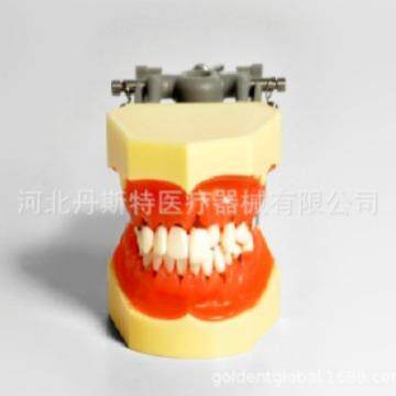 产品牙齿模型教学模型牙周模型M4003模型