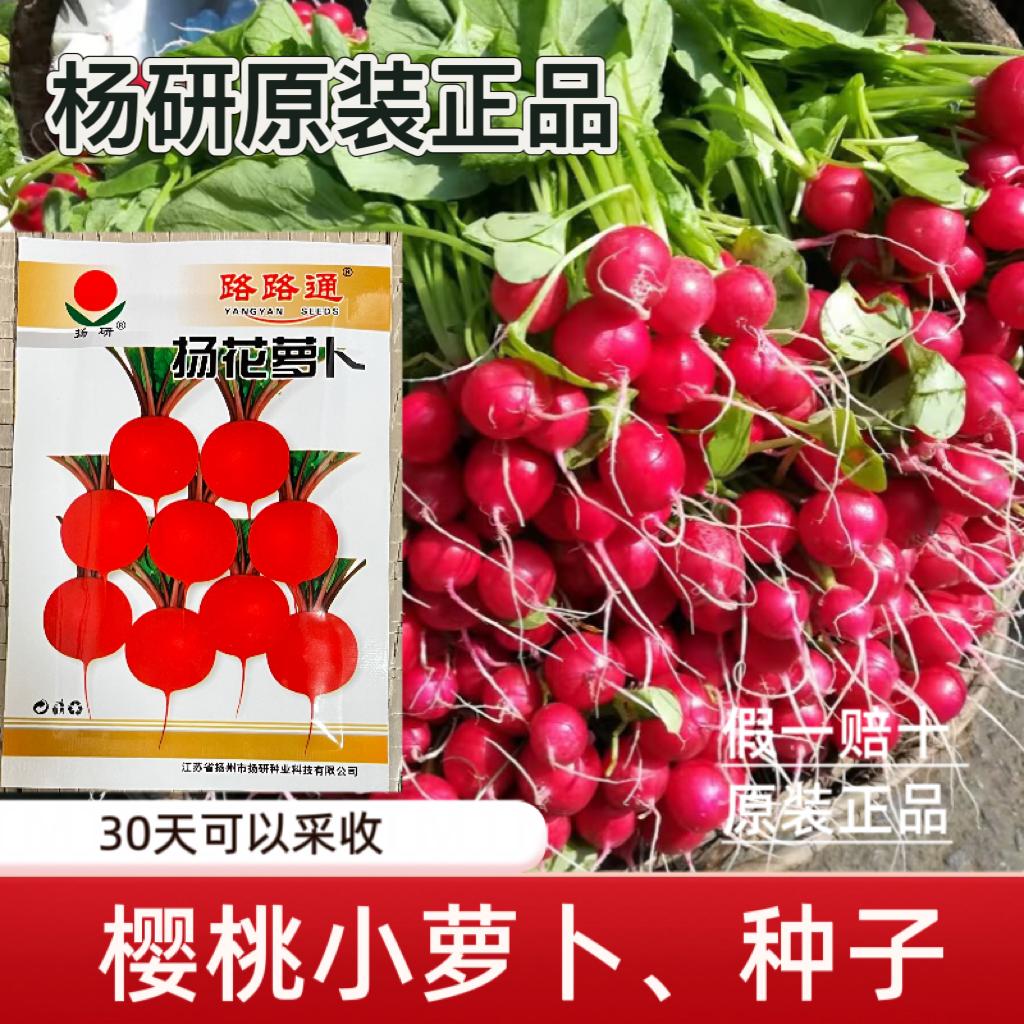 正品樱桃萝卜种子4-5月