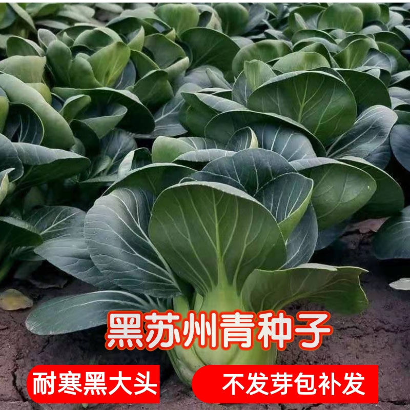 �ڴ�ͷ������10��*1�� ��������Ӻ�Ҷ�������������Ӽ�ë�������ͺ��ļ��Ϻ������Ӵ�ȫ