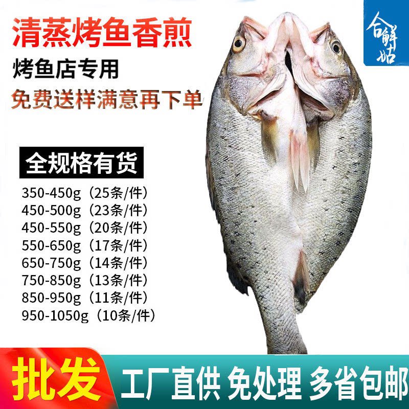 海鲈鱼开背新鲜冷冻鲜活深海鱼白蕉七星海卢鱼水产烤鱼半成品商用