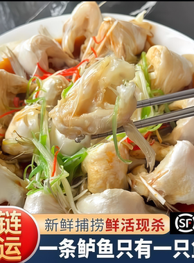 新鲜鲈鱼翅鱼下巴冷冻鱼鳍翅新鲜海鲈鱼翅鱼鳍鲜冻商用250g*20包