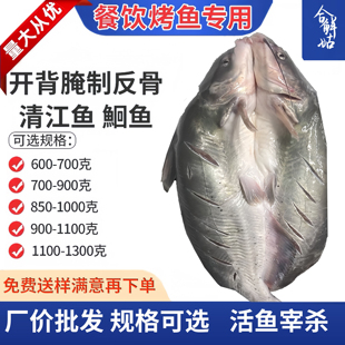 开背清江鱼商用鲜活冷冻烤鱼腌制半成品纸包鱼调味腌制鮰鱼商用