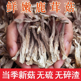 新鲜鹿茸菇干货非特级鹿茸菌云南特产煲汤食材脆脆姑蘑菇香菇500g