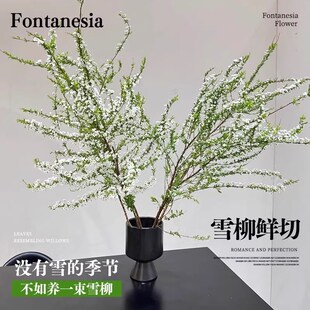 极速雪柳鲜枝干枝水养带花苞仿真花D盆栽水培植物枝条室内绿植老