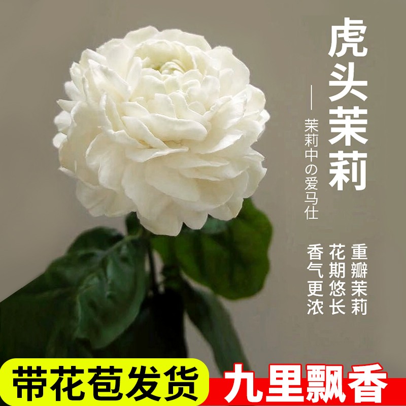 虎头茉莉花盆栽带花苞三圆叶四季