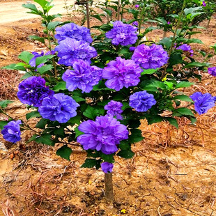 耐寒重瓣木槿花苗南北种植盆栽地栽别墅庭院风景观赏绿化树苗开花