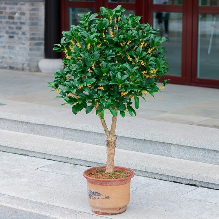 桂花树苗四季桂花卉盆栽八月桂花绣球/木绣球/圆锥乔