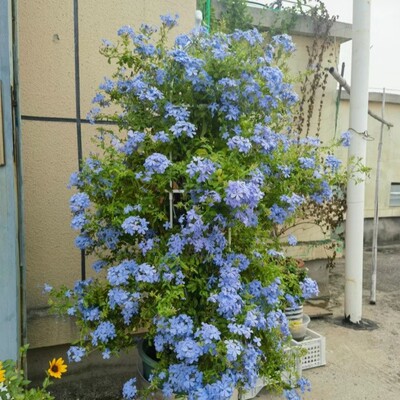 蓝雪花苗盆栽阳台观花耐热好养植