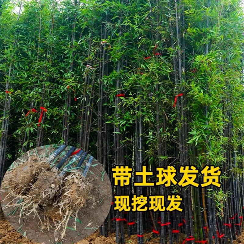 竹子苗紫竹黄金竹罗汉竹四季常青盆栽庭院植物耐寒竹南北方观赏竹