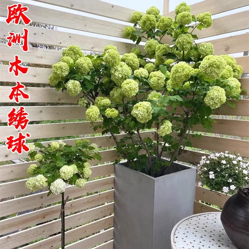 欧洲木绣球树苗庭院别墅风景树露图片
